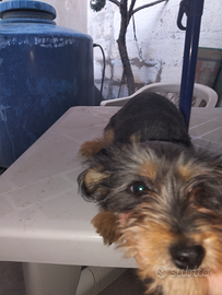 Cane chuwawa originale