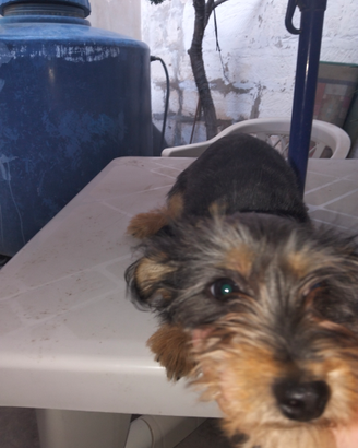 Cane chuwawa originale