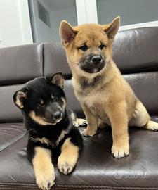 Meravigliosi Shiba Inu