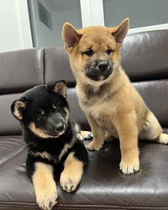 Meravigliosi Shiba Inu