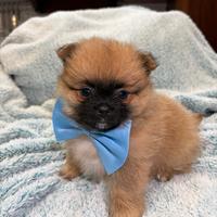Cucciolo Spitz tedesco nano pomerania