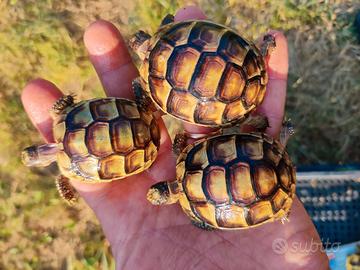 Testudo Marginata sarda baby