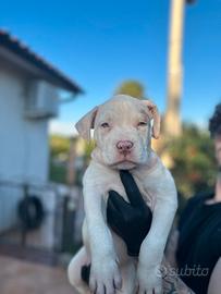 American bully