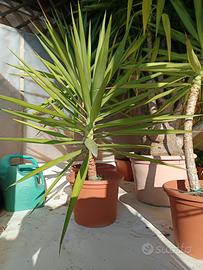 Bellissime Yucca rigogliose 