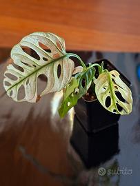 Pianta di adansonii variegata