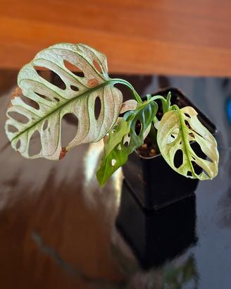 Pianta di adansonii variegata