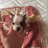 Bulldog francese