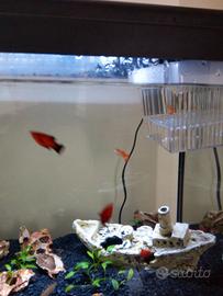 Acquario + mobile