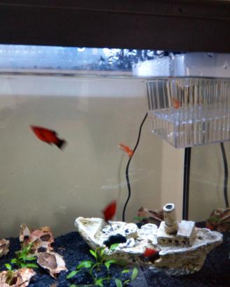 Acquario + mobile