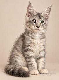 Cuccioli maine coon con pedigree anfi