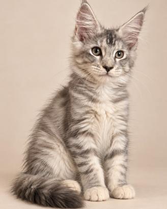 Cuccioli maine coon con pedigree anfi