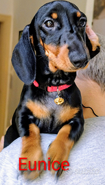 Disponibili cuccioli di bassotto tedesco nano a pe