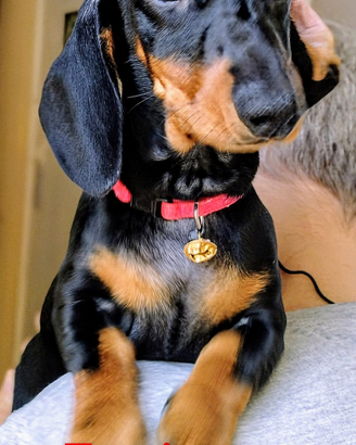 Disponibili cuccioli di bassotto tedesco nano a pe