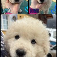 Vendita cuccioli di pastore maremmano