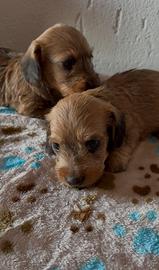 Cuccioli di bassotto