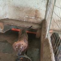 Cani da caccia al cinghiale