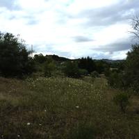 Terreno Agricolo 2 particelle Contrad Giannittello