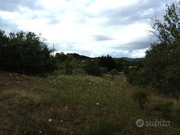 Terreno Agricolo 2 particelle Contrad Giannittello