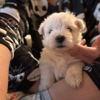 Cucciola west highland white terrier con pedigre