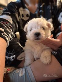 Cucciola west highland white terrier con pedigre