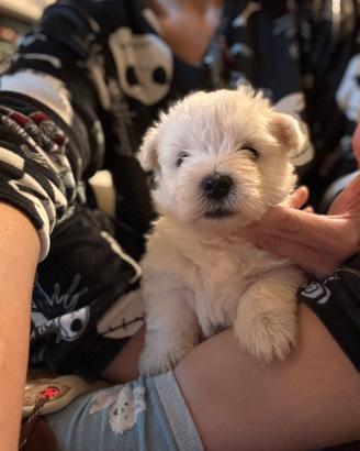 Cucciolo west highland white terrier con pedigre