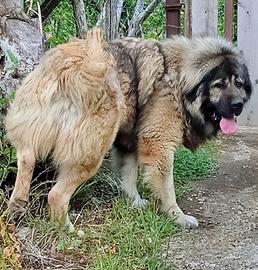 Cuccioli pastore del caucaso