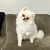 Spitz Pomerania per monta