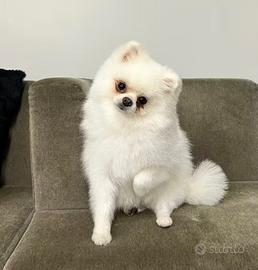 Spitz Pomerania per monta