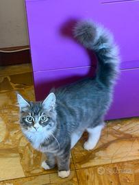 Maine Coon maschio