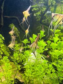 Piccoli di Scalari (Pesce Angelo)