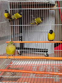 Coppia Lucherini Testa Nera 2023