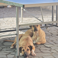 Due cuccioli media taglia 8.mesi