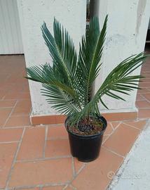 Pianta Cycas revoluta vaso 18/20 h 40 - 50 cm