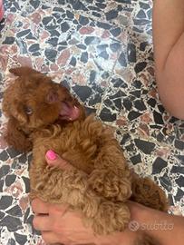 2 cucciole barboncine