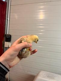 Vedo pulcini di sebright