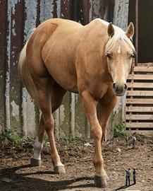 Cavalla