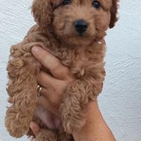 Barboncini Toy e nani già disponibili