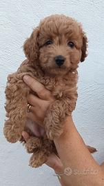 Barboncini Toy e nani già disponibili