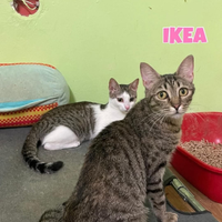 Yoga e Ikea gattine di 1 anno