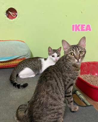 Yoga e Ikea gattine di 1 anno