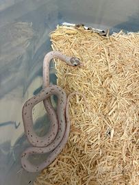 Palmetti serpenti del grano