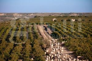 Villa singola Marsala [007/25VRG]