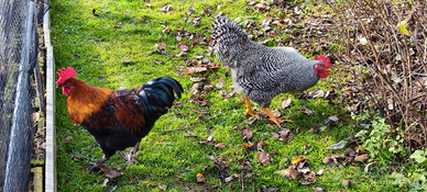 Gallo marans e amrock