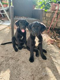 Simil-labrador