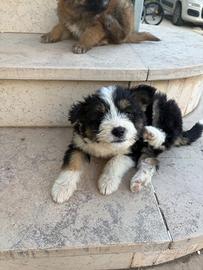 Cane meticcio