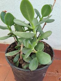 Crassula detto albero di giada