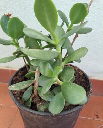Crassula detto albero di giada