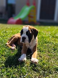Cucciola di Boxer fulva