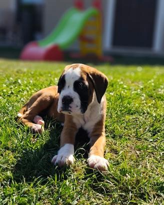 Cucciola di Boxer fulva