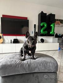 Bulldog Francese Blu